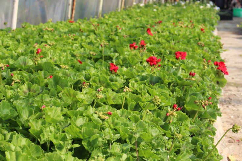 Muškát - Pelargonie páskatá - vzpřímený Dark red