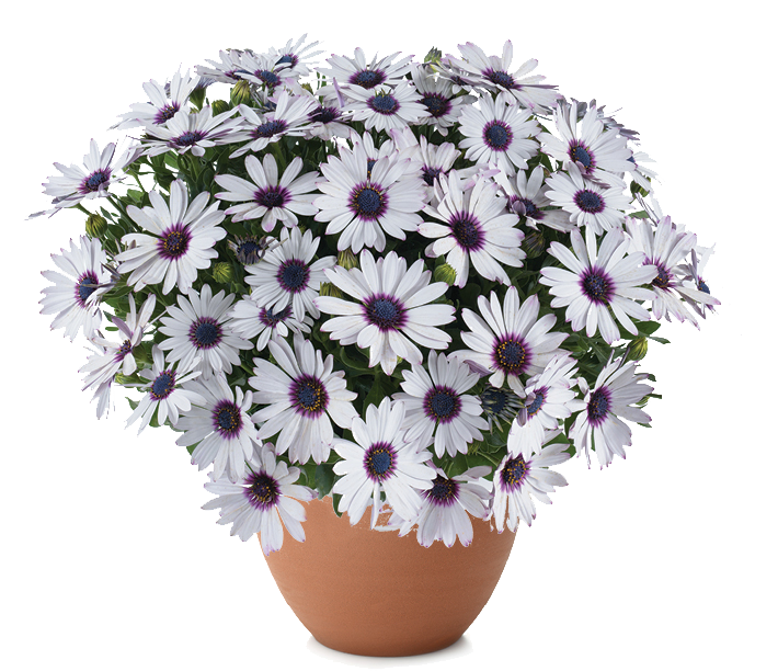 Paprskovka Osteospermum TRUSTY AMETHYST