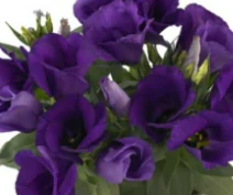 Eustoma - Jicnovka