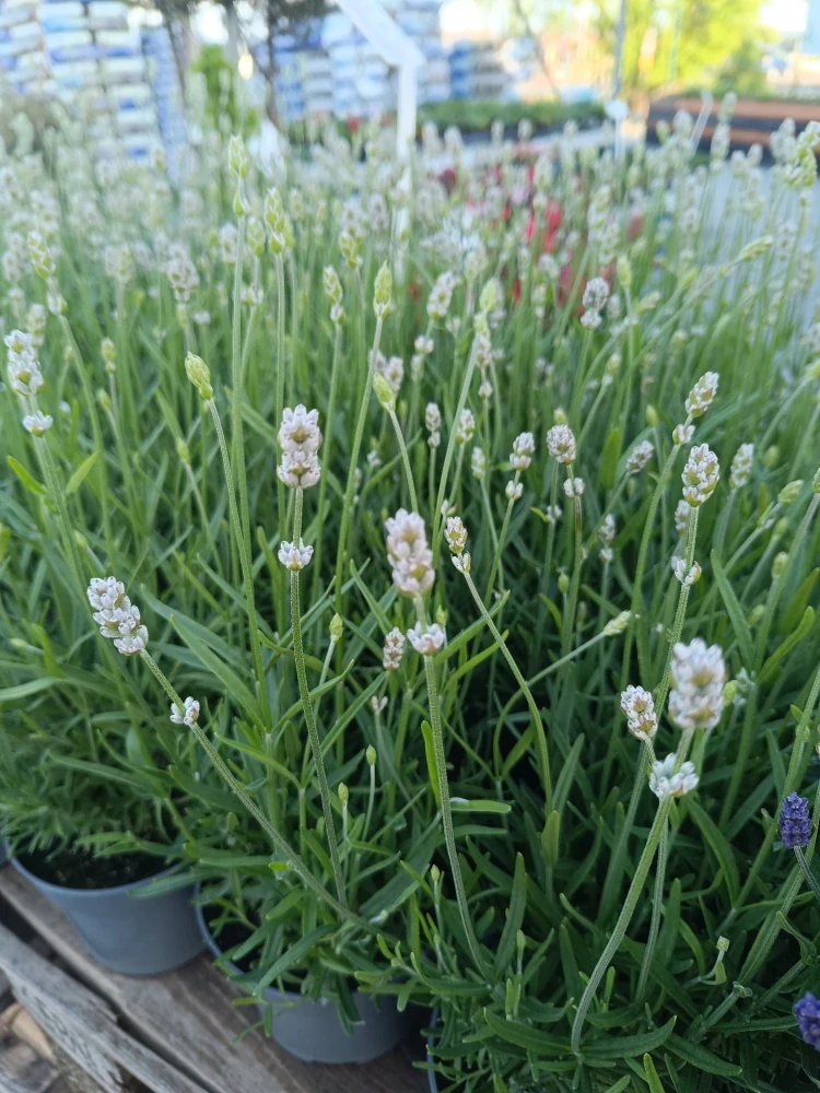 Levandule angostifolia white vienco