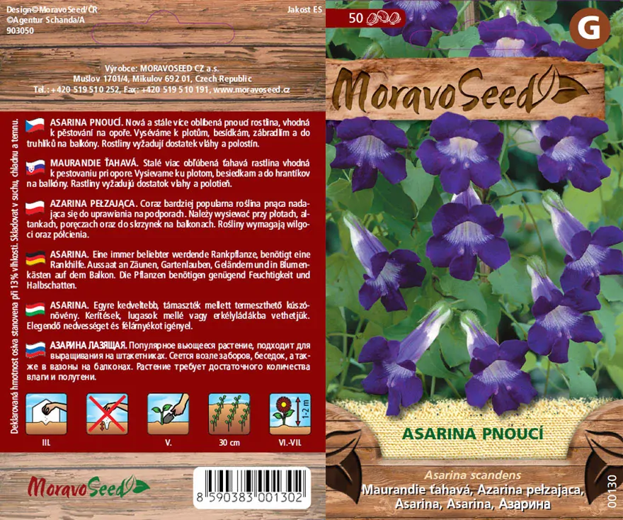 Asarina pnoucí - osivo