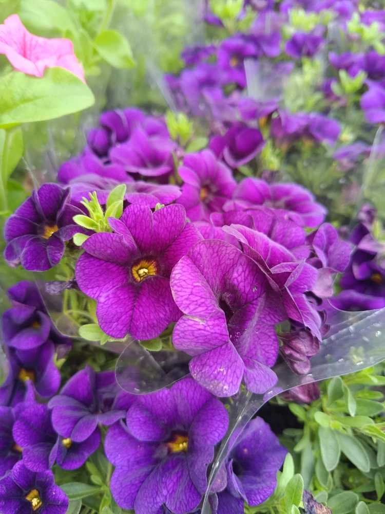 supertunia vista blue