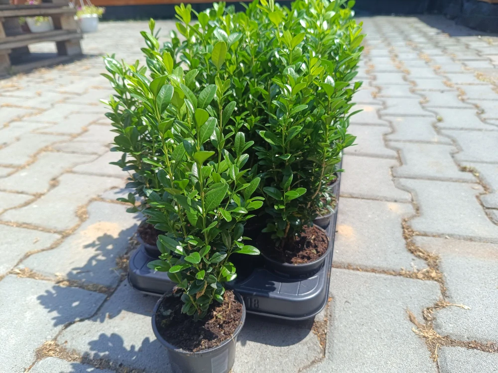 Buxus sempervirens