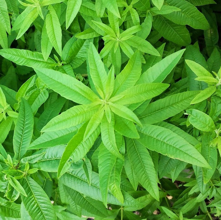 Aloisie citronová, citronová verbena