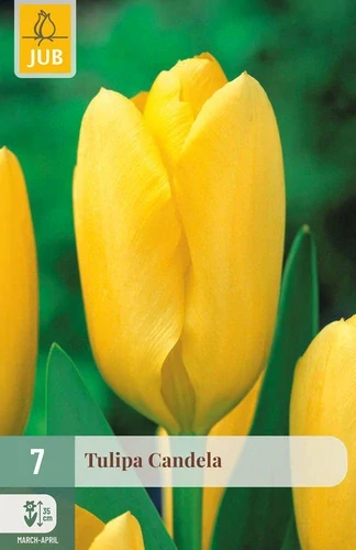 Tulipán Candela 7 ks