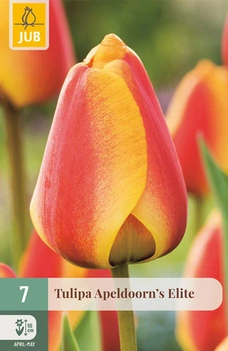 Tulipán Apeldoorn's Elite 7 ks