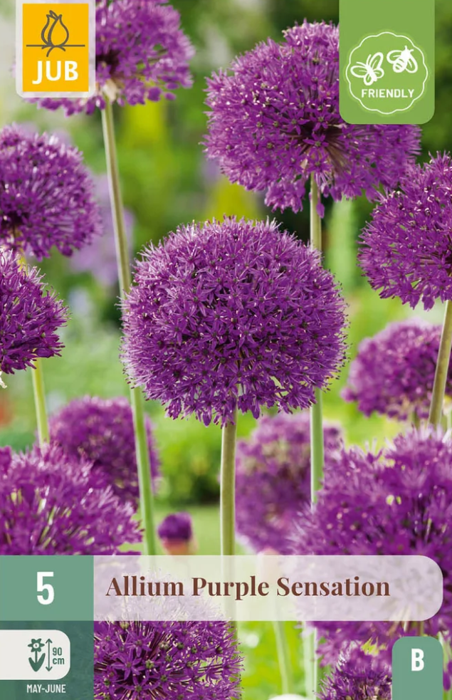 česnek Allium Purpe sensation (5 cibulí) "B"