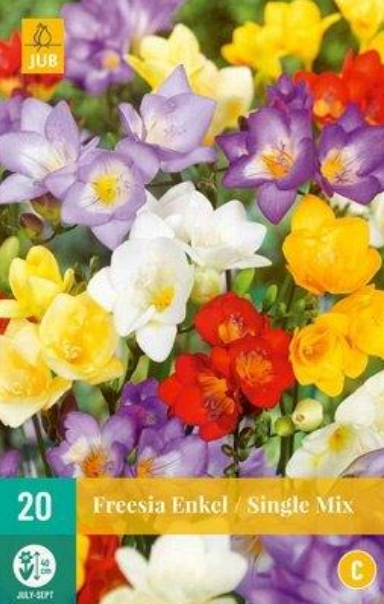 Frézie freesia Single mix (20 cibulí) NJ "C"