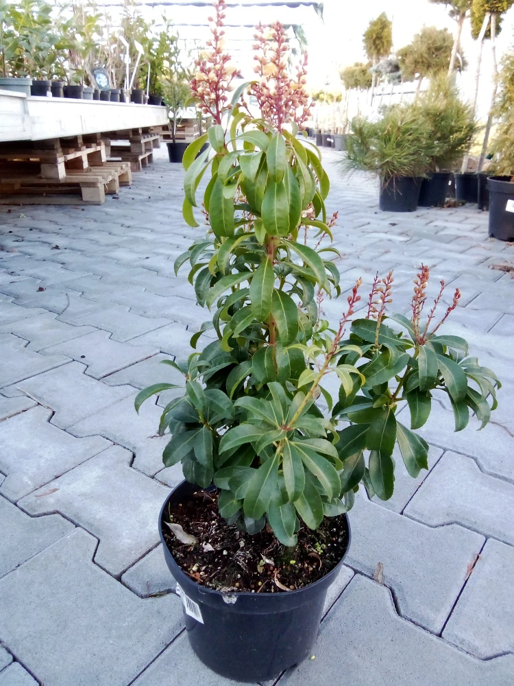 Pieris japonský 3L