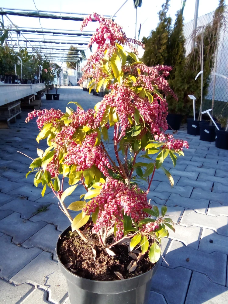 Pieris japponský 7.5l
