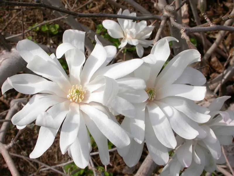 Magnolia x stellata Royal Star