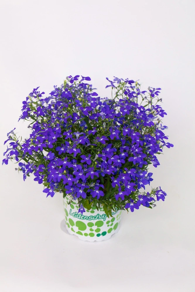 Lobelka HotPot Dark Blue