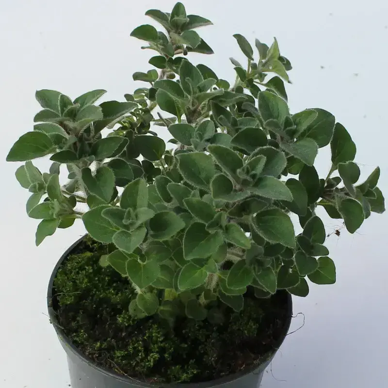 Oregano vytrvalé - Dobromysl