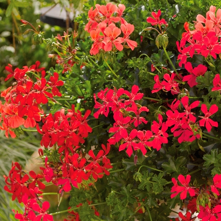 Muškát převislý Decora Red
