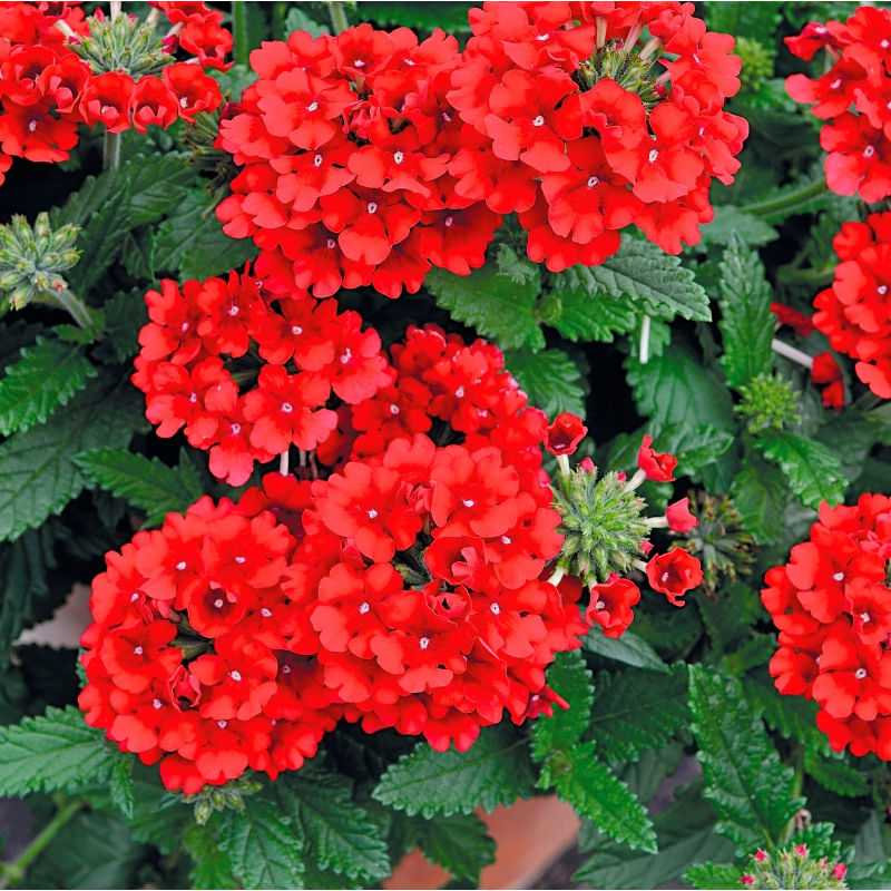 Verbena Eden Scarlet- Sporyš