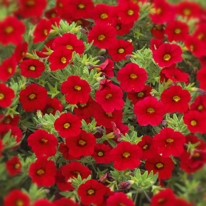 Million Bells Dora Red