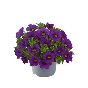 Million Bells Dora Blue