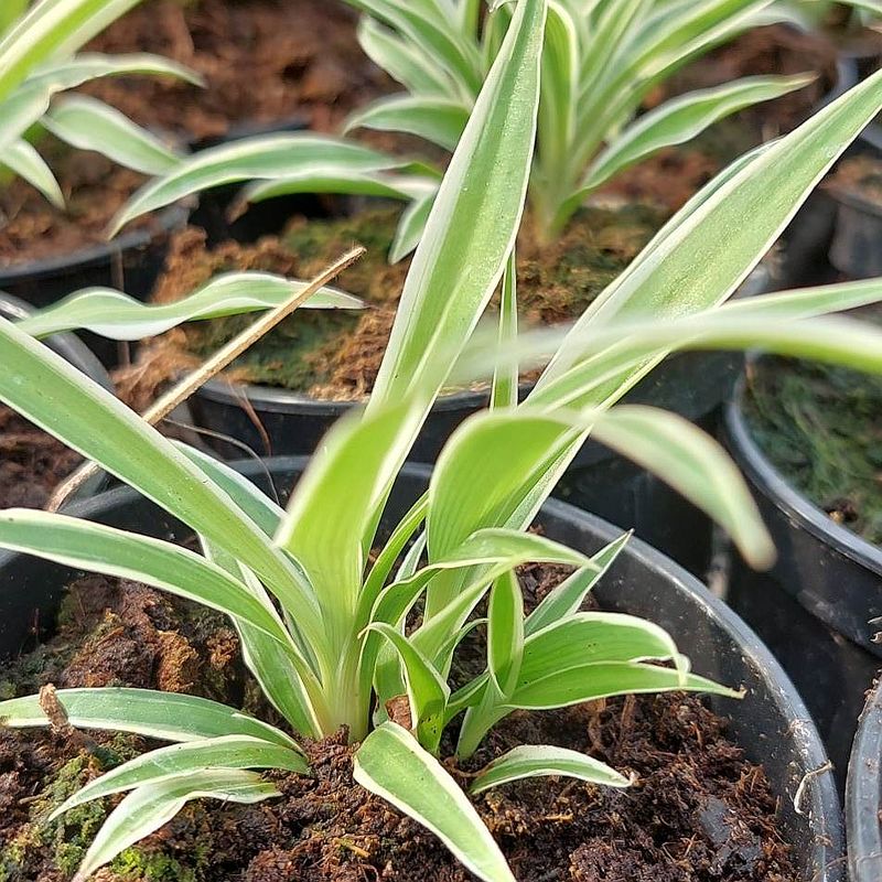 Zelenec Chlorofytum