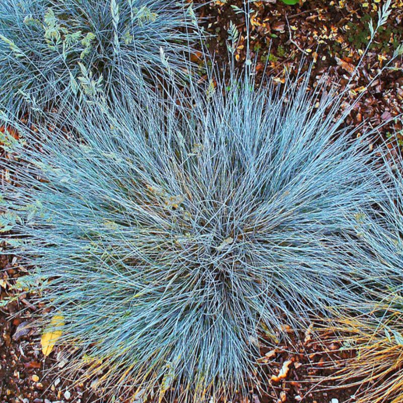 Kostřava sivá Elijaf Blue