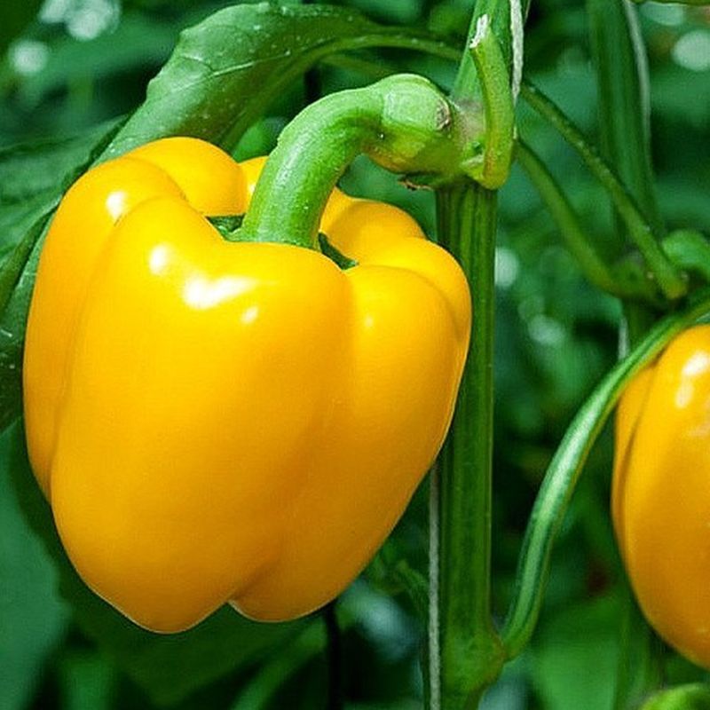 Paprika Afrodite