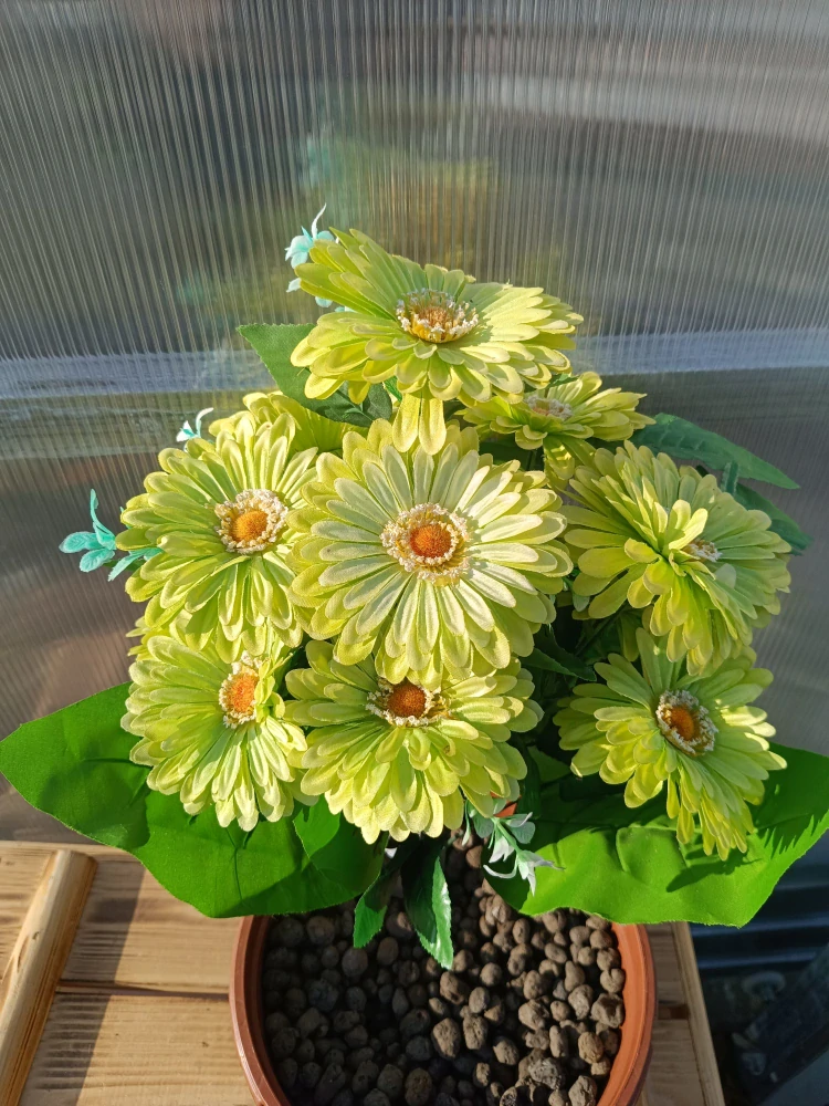 Plastová kytice - gerbera zelená 46cm