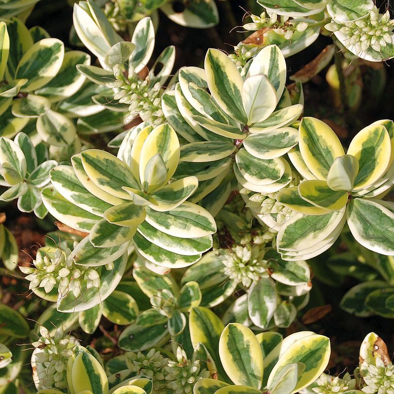 Hebe andersonni variegata - růžová