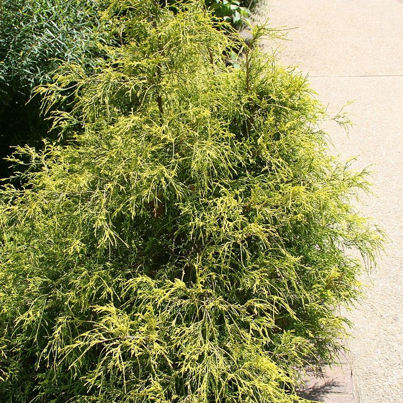 Cypřišek hrachonosný Golden Mop