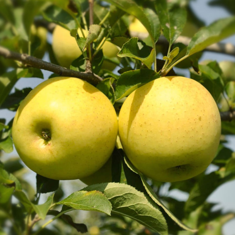Jabloň Golden Delicious