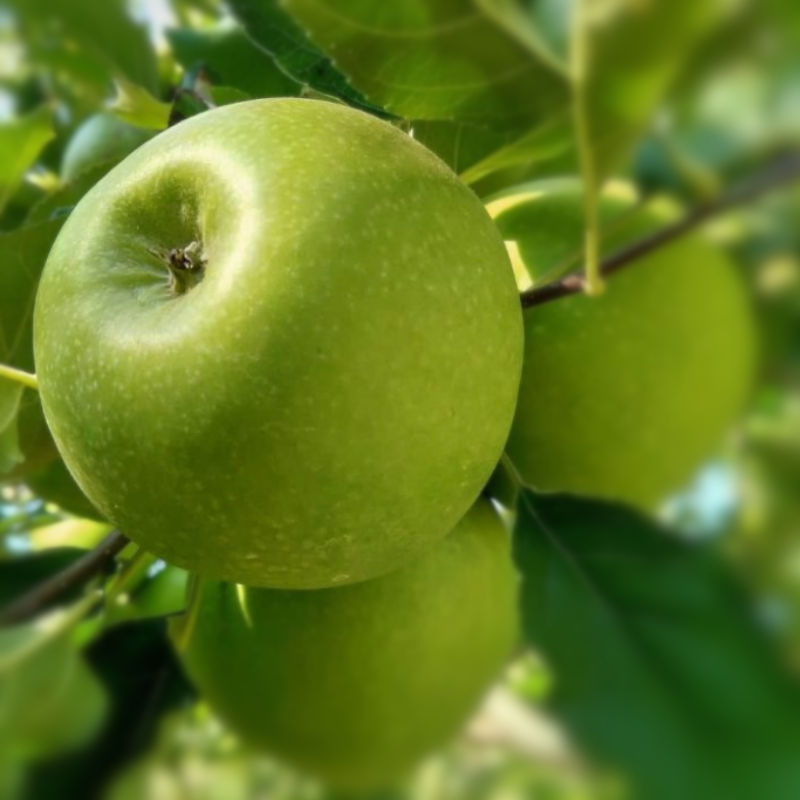 Jabloň Granny Smith