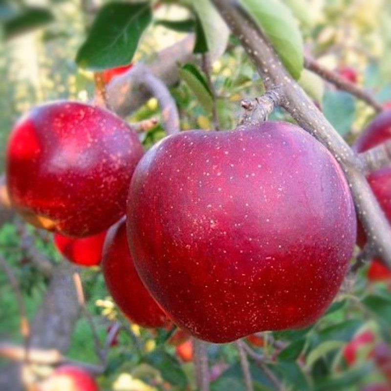 Jabloň Malinové Hornokrajské