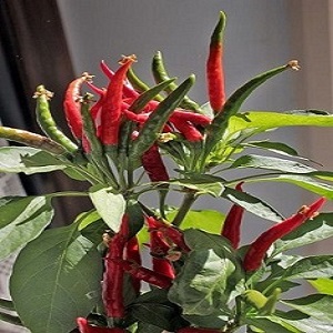 Paprika okr.chilli Yucatan