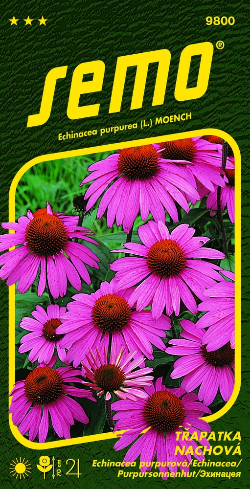 Třapatka nachová purpurová - osivo