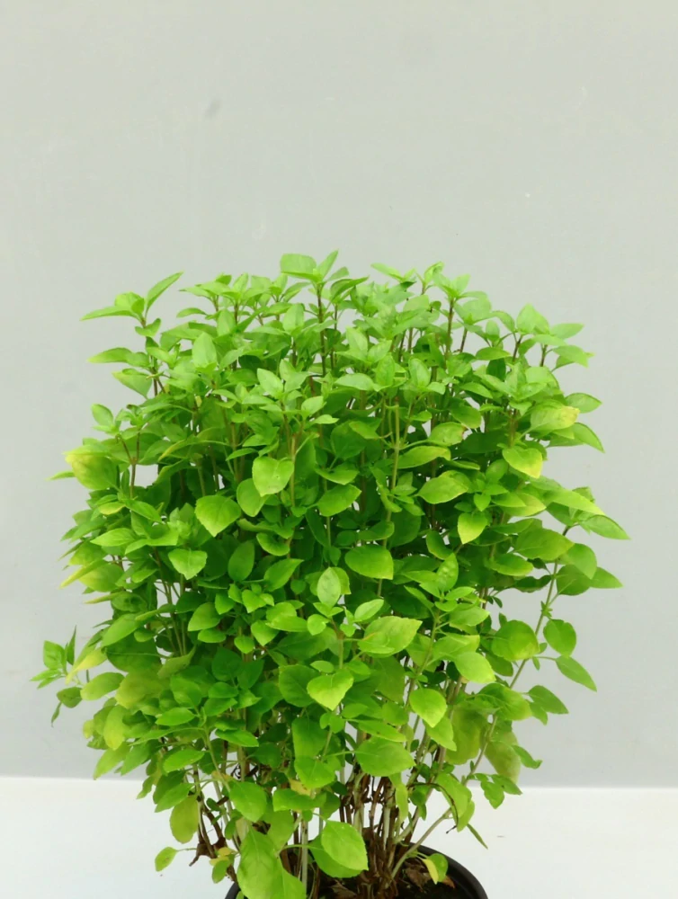 Bazalka Groenlandia