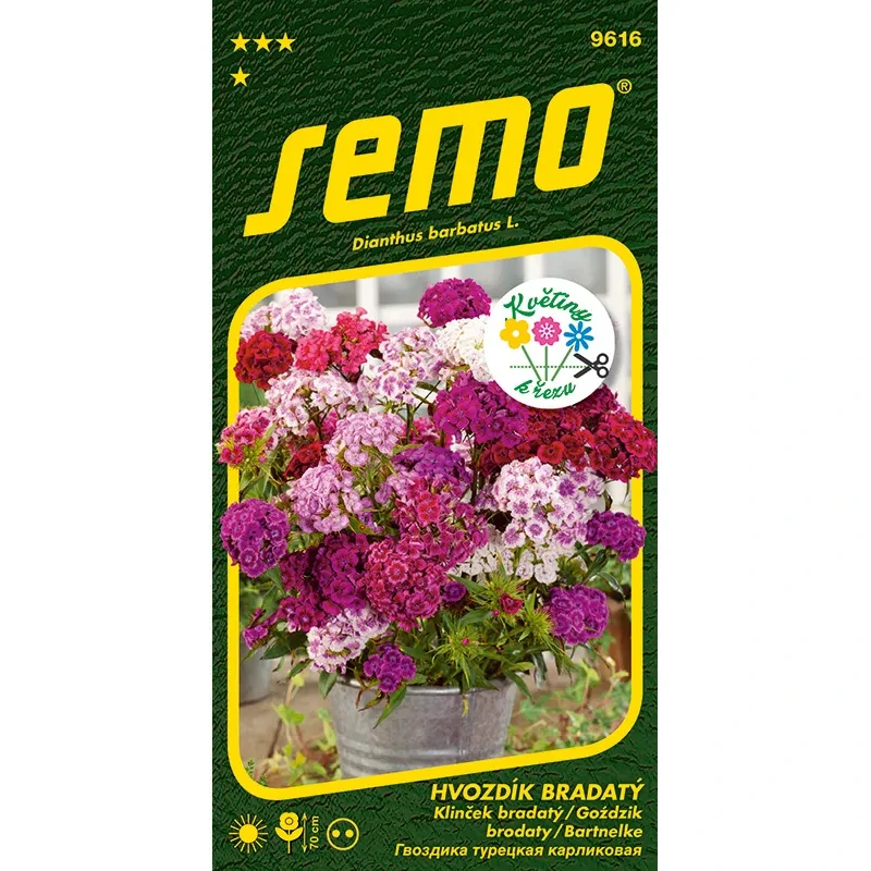 Hvozdík bradatý Fragrance - osivo