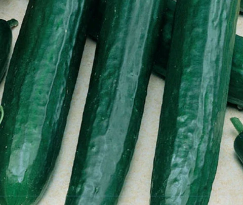 Okurka salatová Saladin