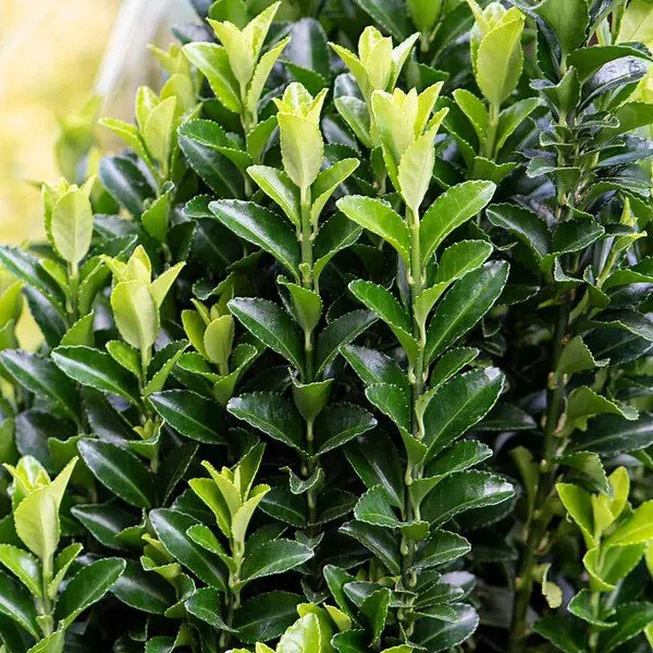 Brslen Japonský Green Spire 2-3l