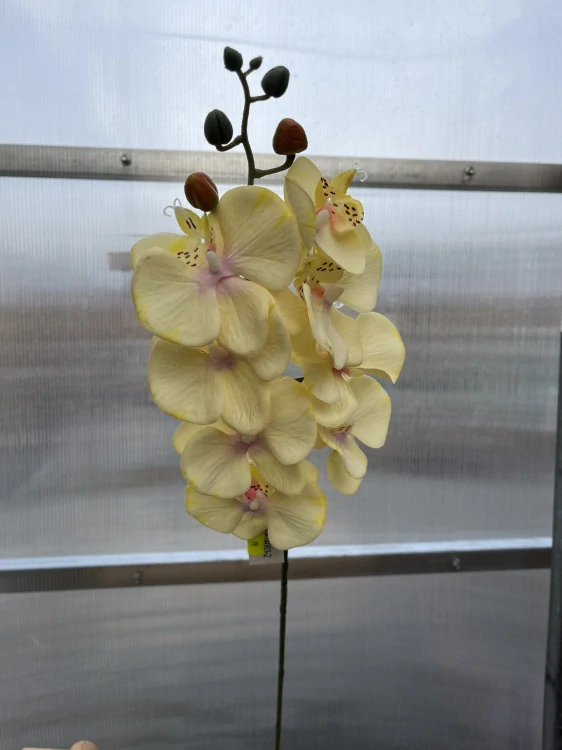Uměla květina - Orchidej krémová 79cm