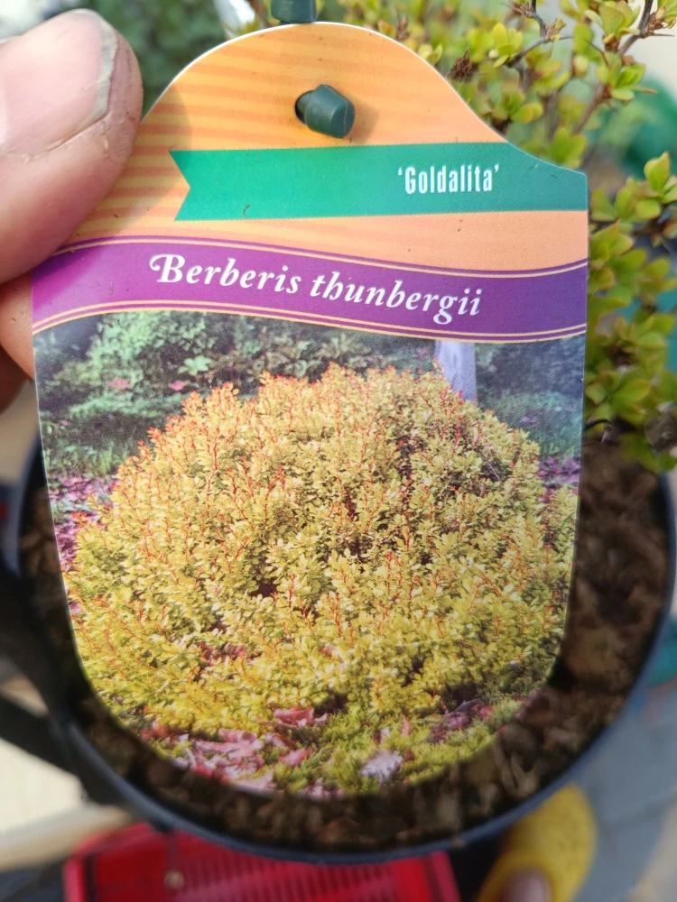 Berberis - Dřišťál Thunbergův Goldalita nebo Golden Devine