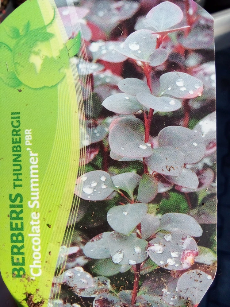 Berberis - Dřišťál Thunbergův Chocolate Summer