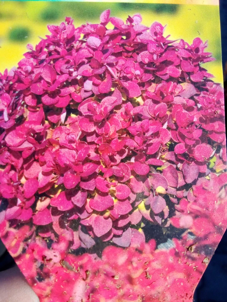 Berberis - Dřišťál Thunbergův Deep Purple