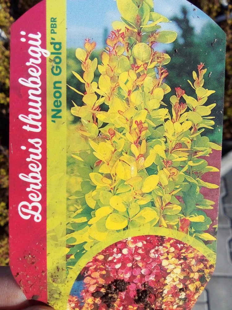 Berberis - Dřišťál Thunbergův Neon gold