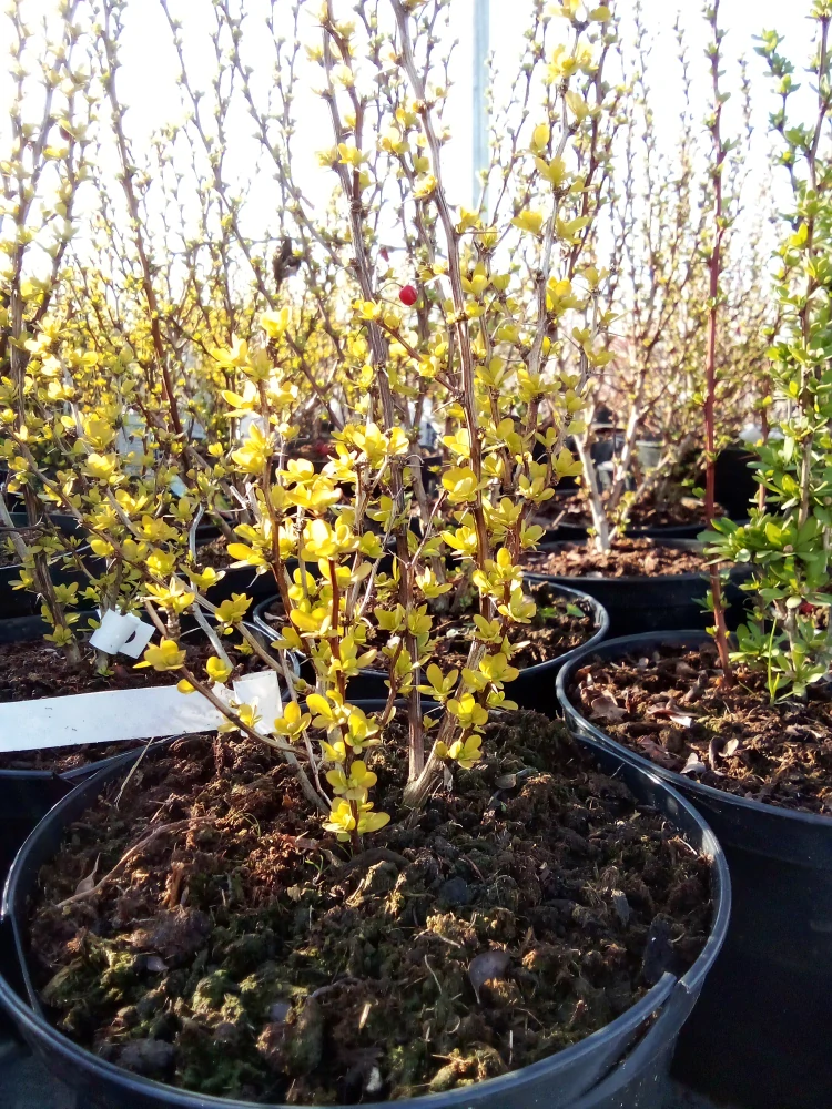 Berberis - Dřišťál Thunbergův Sunbeam