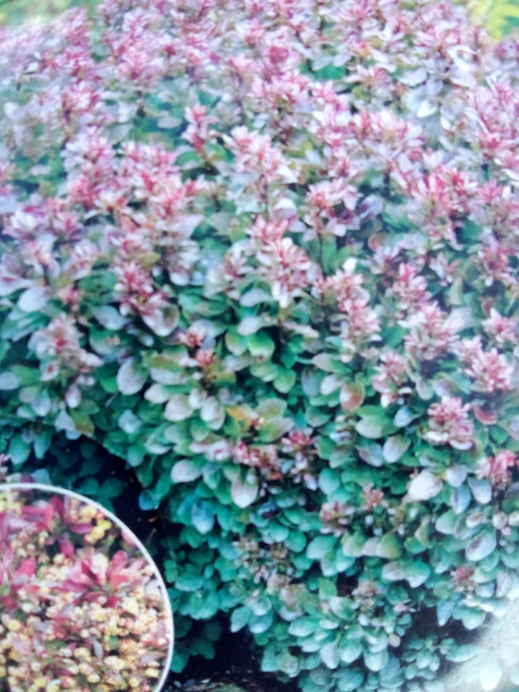 Berberis - Dřišťál Thunbergův Bagatelle