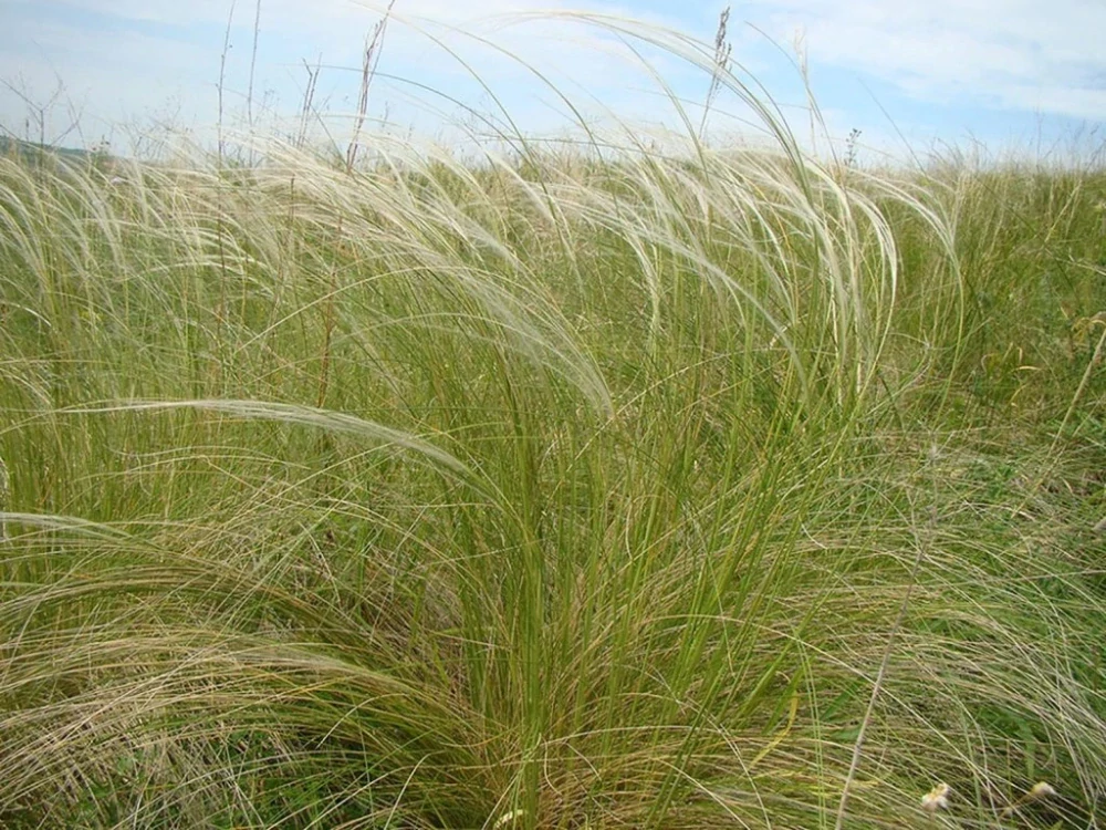 Stipa - Kavyl péřovitý