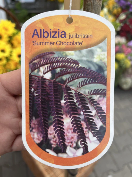 Albízie Summer Chocolate 2.1m