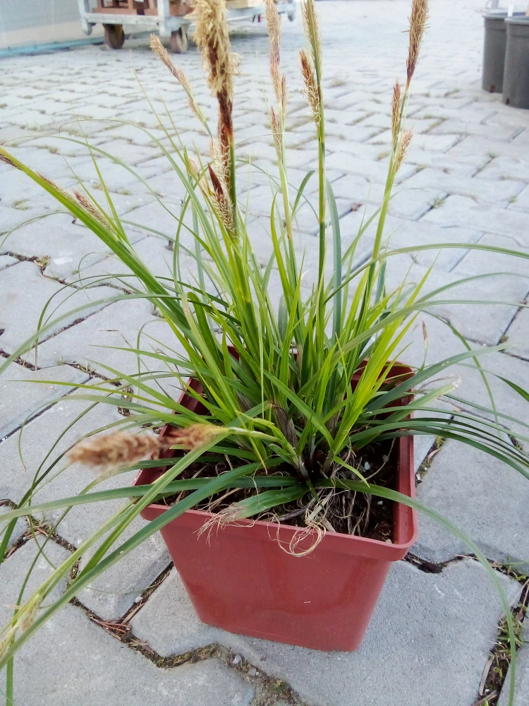 Ostřice lesní