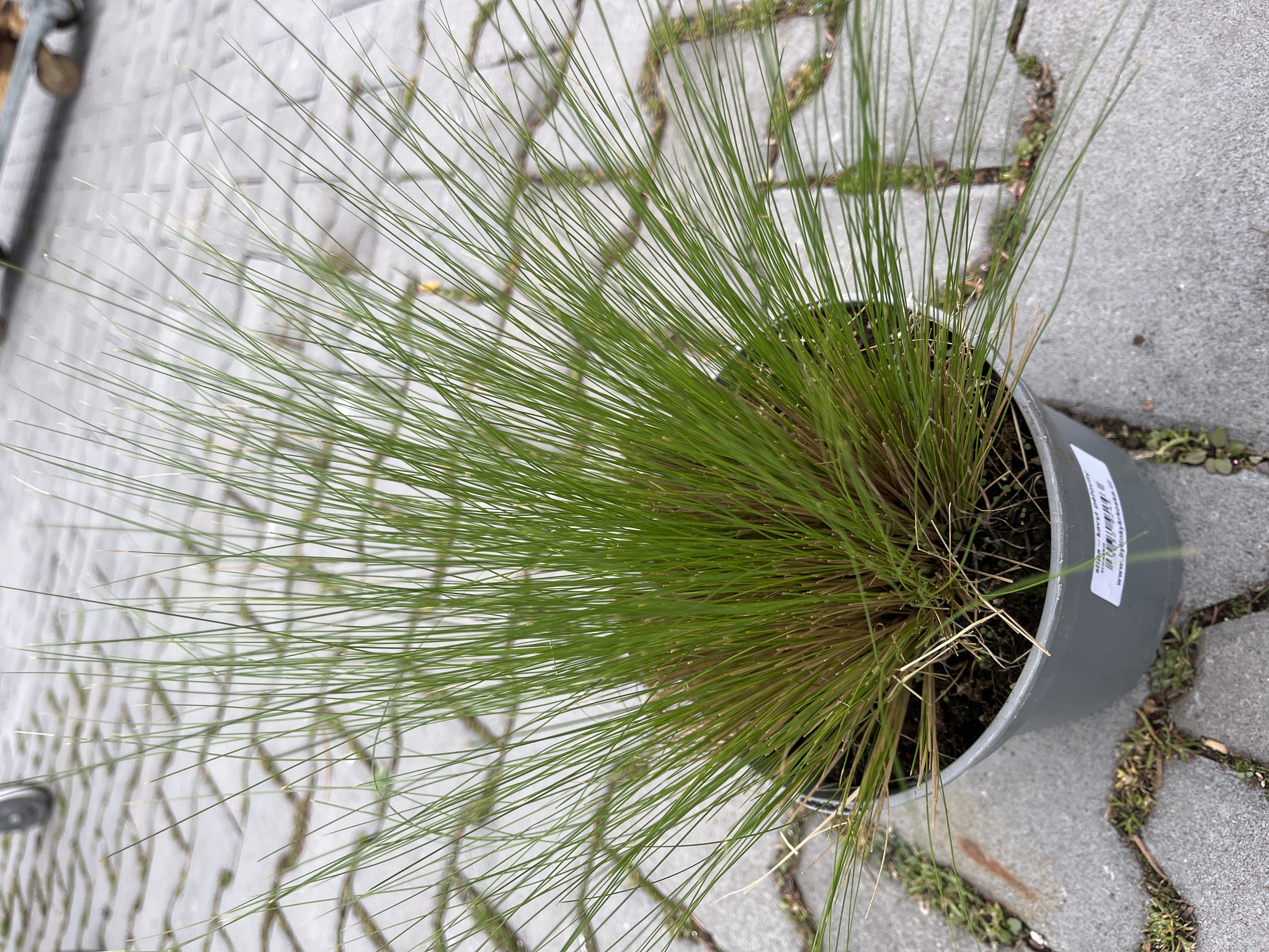 Stipa - Kavyl péřovitý velká