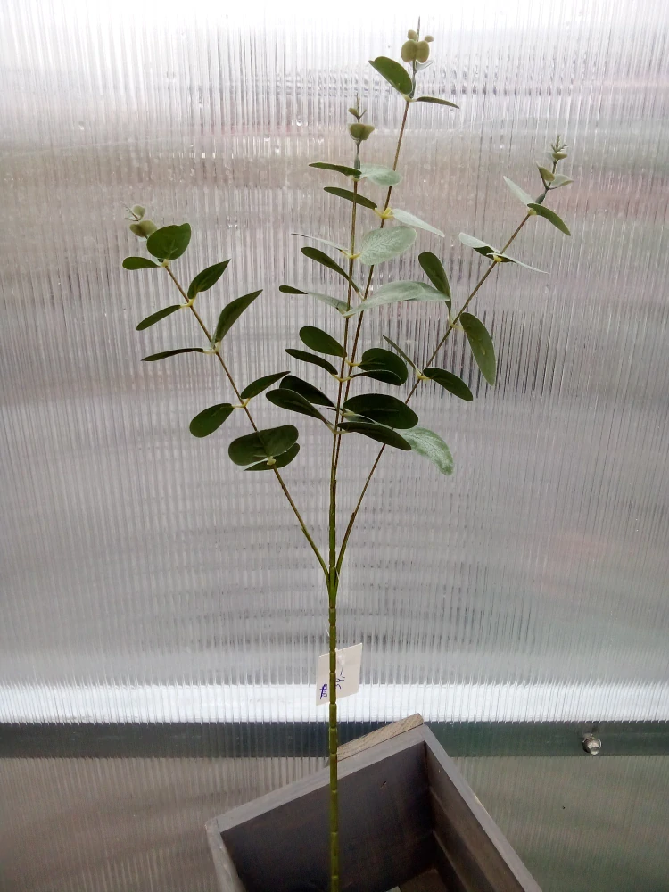 Plastová květina - Eukalyptus - 62cm