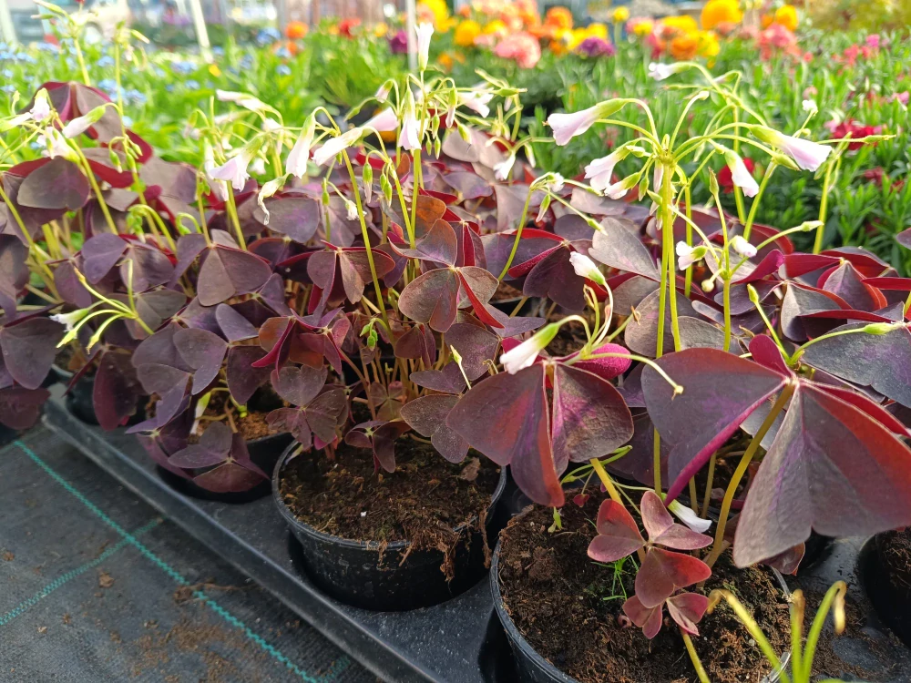 Oxalis triangularis