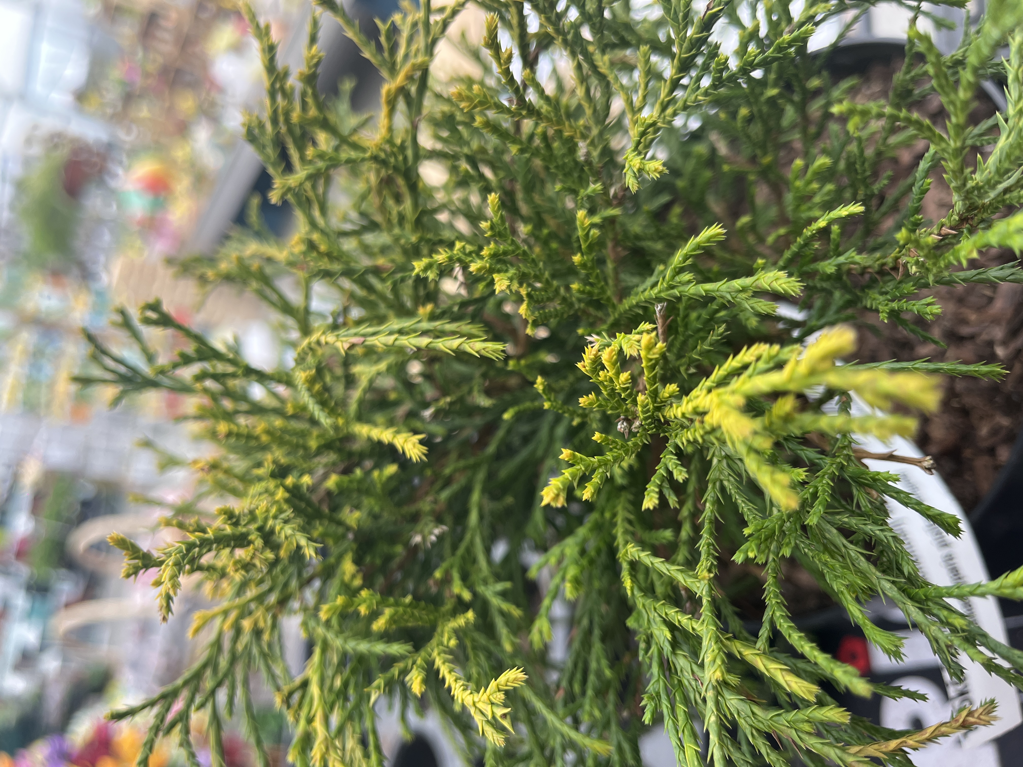 Cypřišek hrachonosný Sungold 3l
